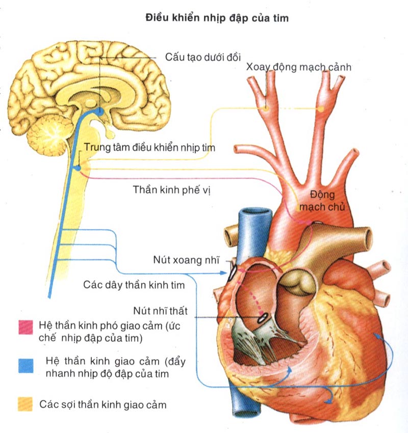 Nuoc Thao Duoc | Chương bốn: HỆ THẦN KINH