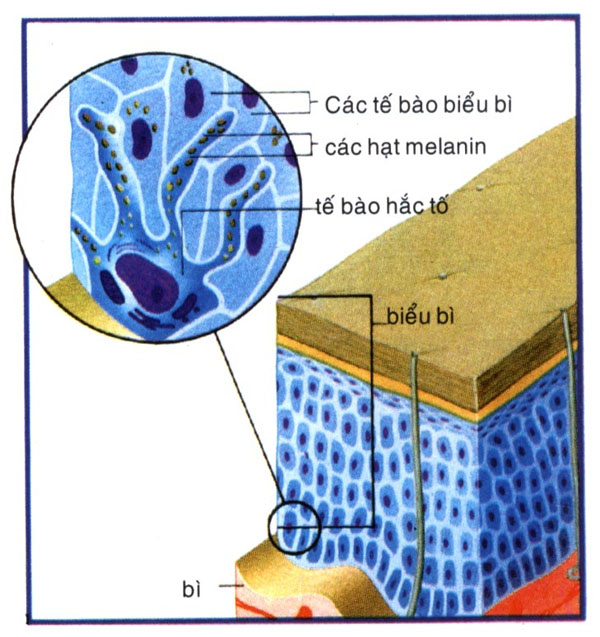 В каком слое кожи синтезируется пигмент меланин. Клетки меланина в коже. Меланин в клетках кожи. Слои кожи меланин.